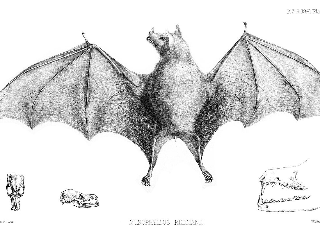 Greater Antillean Long-tongued Bat reference