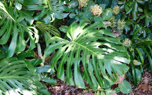 Swiss Cheese Plant reference