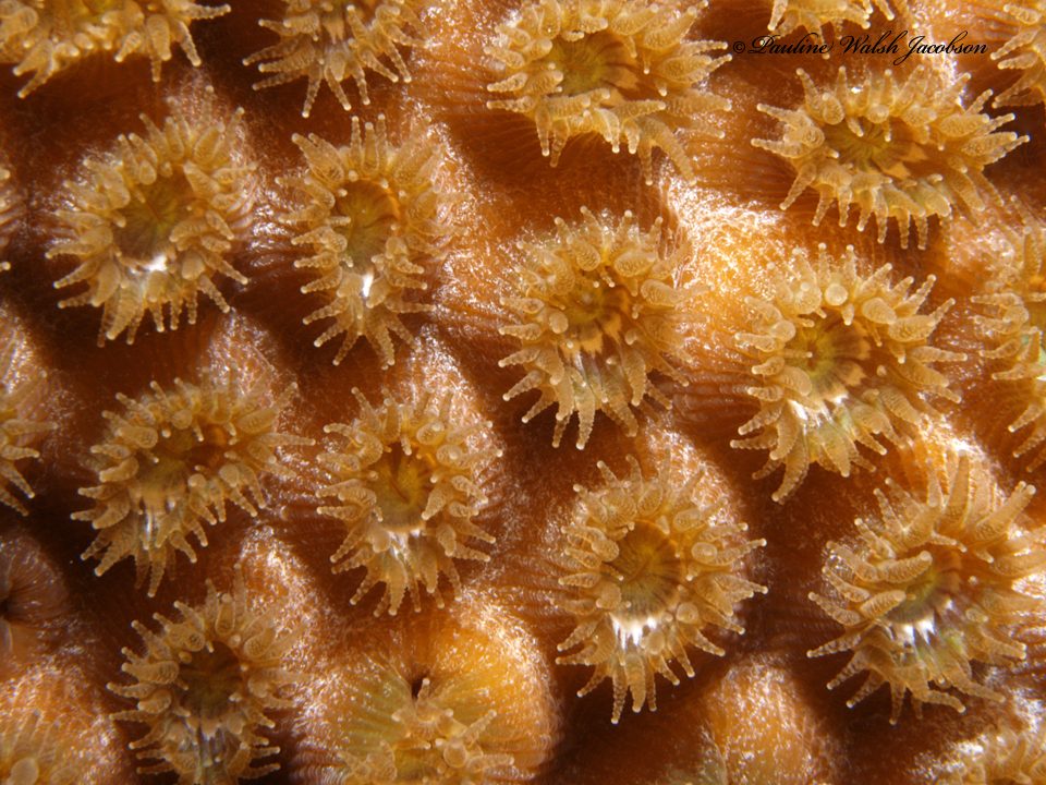 Great Star Coral reference