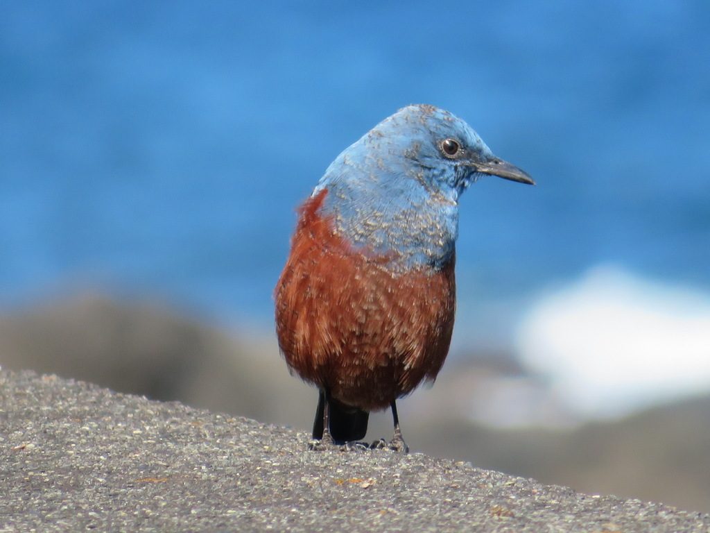 Blue Rock-Thrush reference