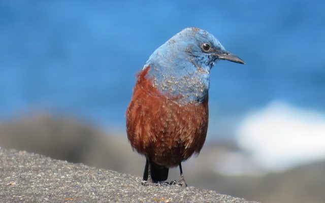 Blue Rock Thrush reference