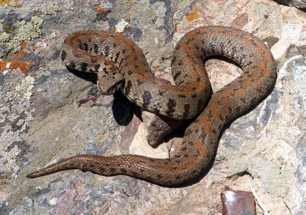 Armenian Viper reference