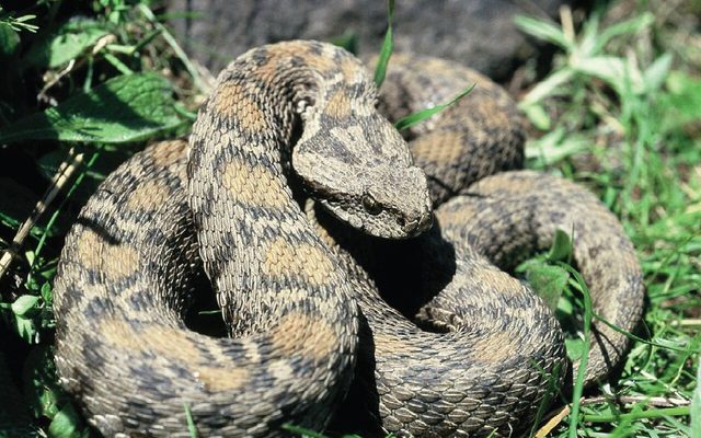 Wagner's Viper reference