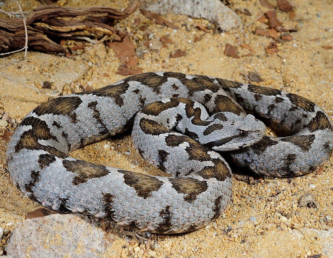 Ottoman Viper reference