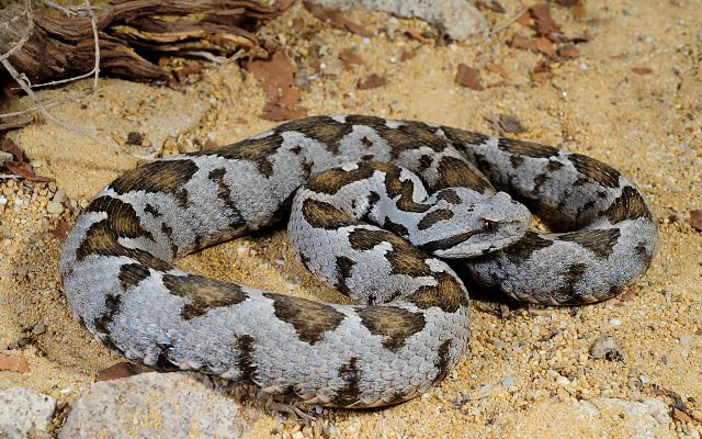 Ottoman Viper reference