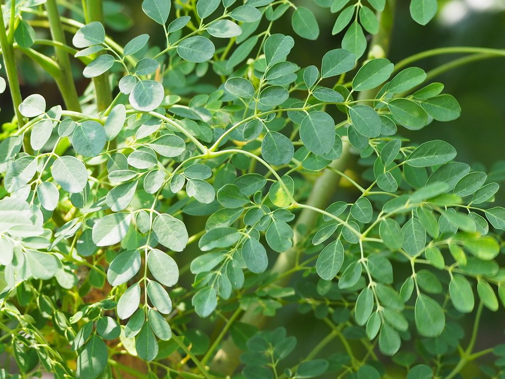 Moringa tree reference