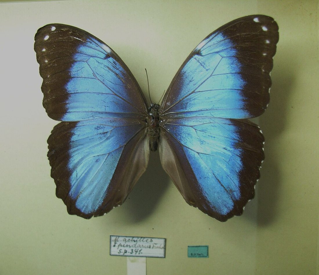 Common Morpho reference