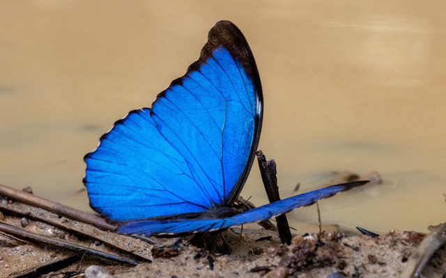 Menelaus Blue Morpho reference