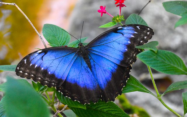 Peleides Blue Morpho reference