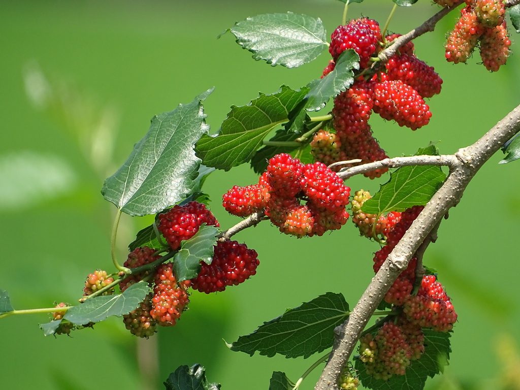 white mulberry reference