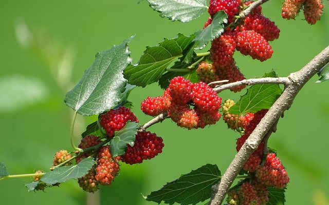 White Mulberry reference