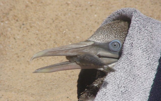 Northern Gannet reference