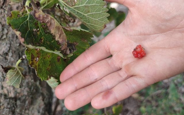 Black Mulberry reference