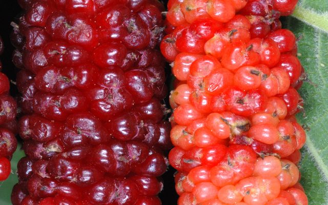 Red Mulberry reference