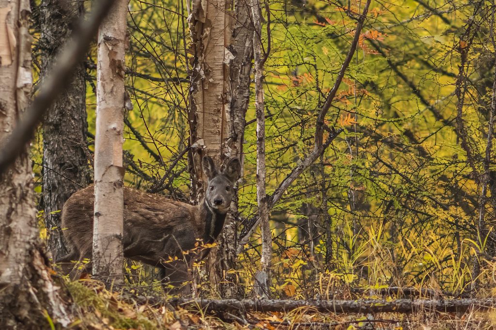 Siberian Musk Deer reference