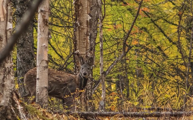 Siberian Musk Deer reference