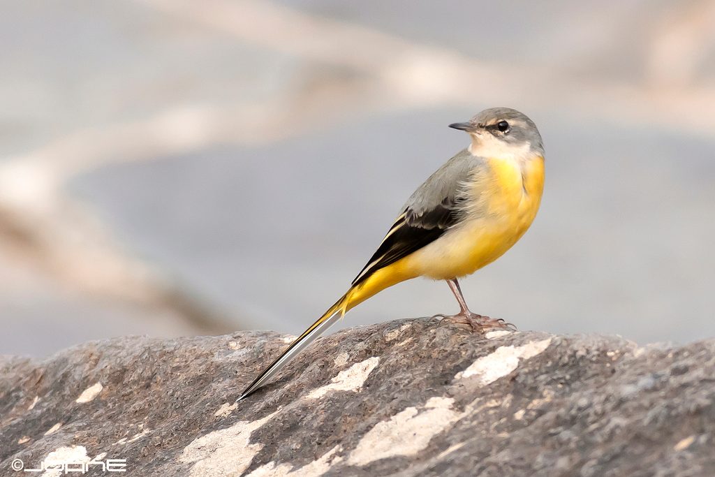 Grey Wagtail reference