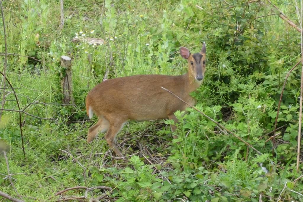 Chinese Muntjac reference