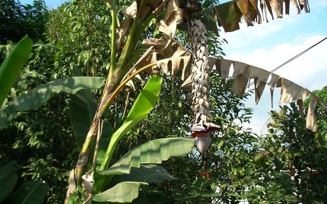 Wild Seeded Banana reference