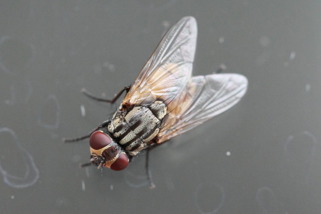 Common House Fly reference