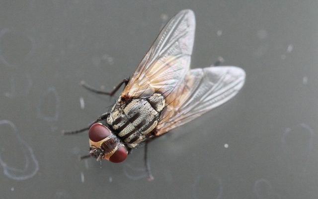 House Fly reference