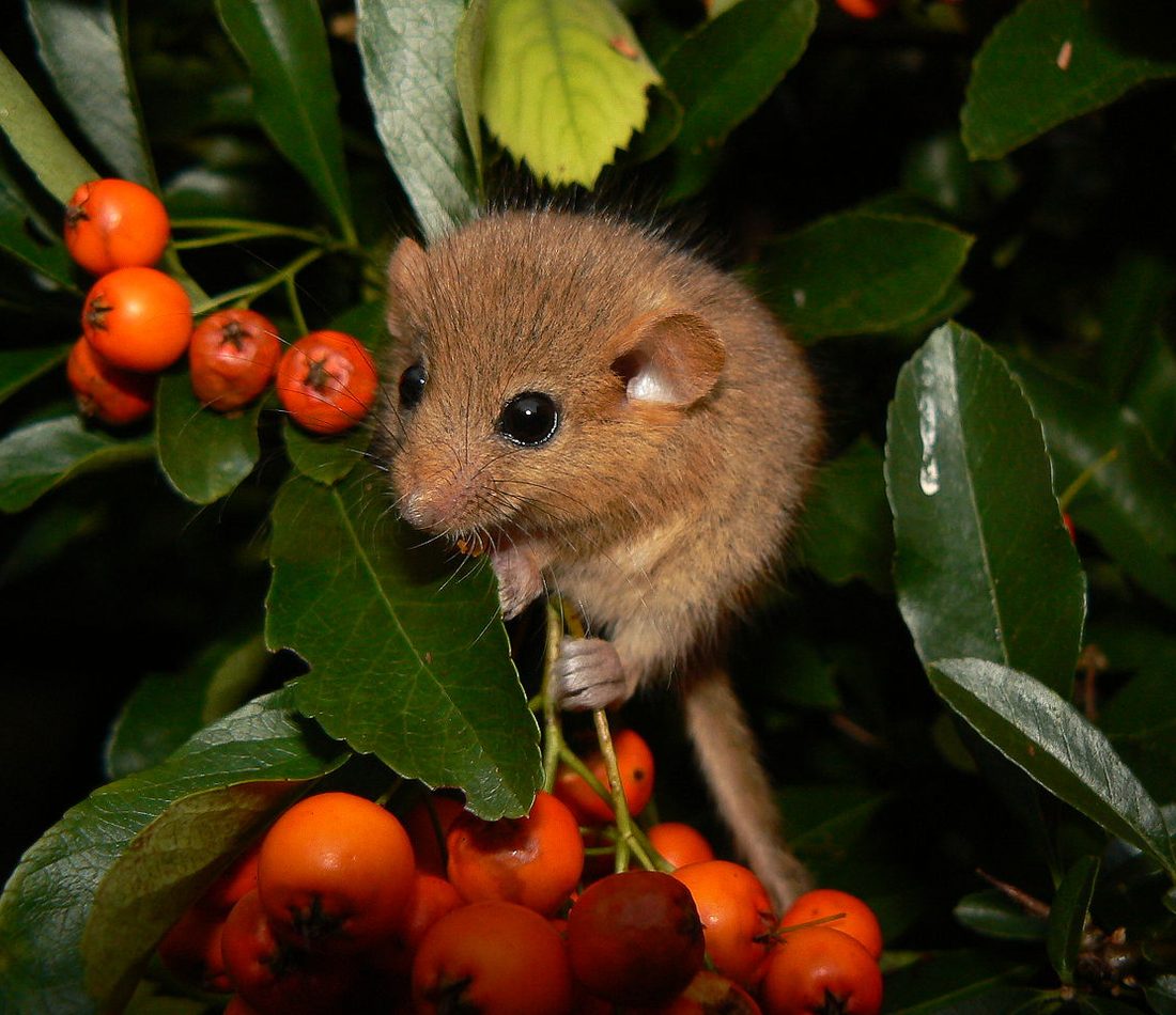 Hazel Dormouse reference
