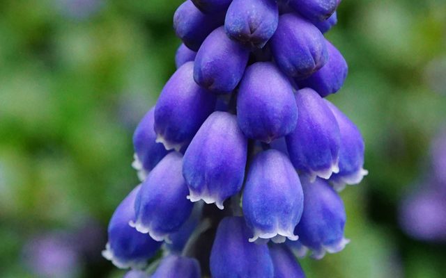 Grape Hyacinth reference
