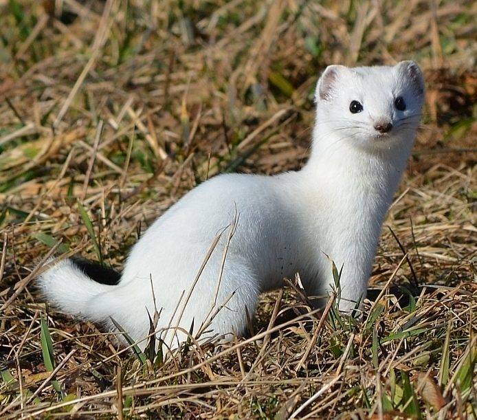 Stoat reference