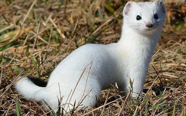 Stoat reference
