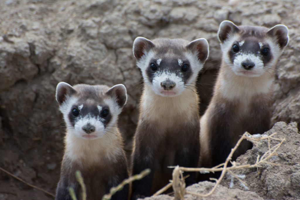 Black-footed Ferret reference