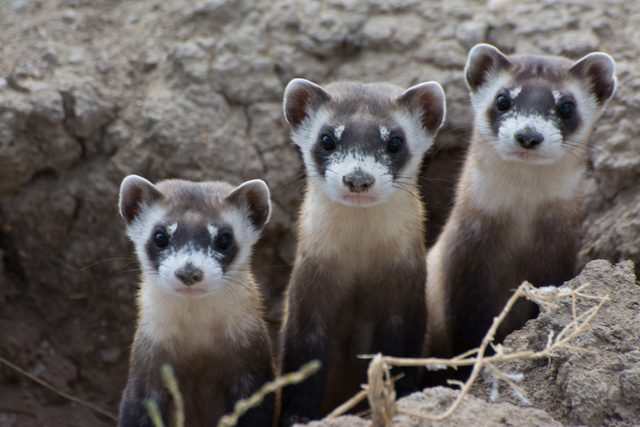 Black-footed Ferret reference