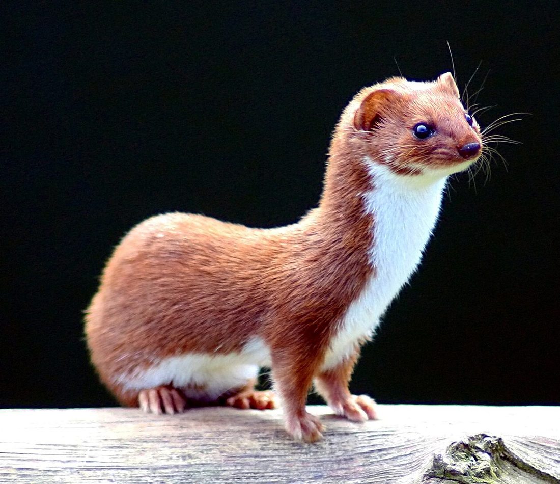 Least Weasel reference