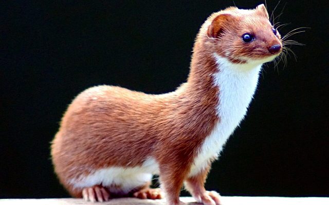 Least Weasel reference