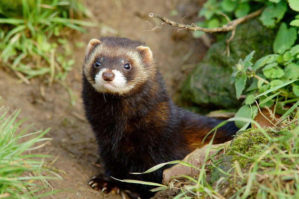 European Polecat reference