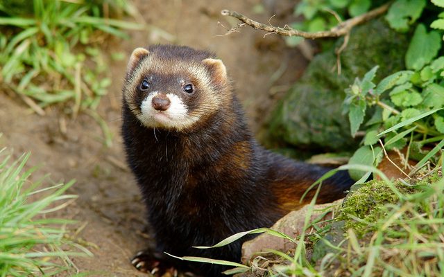 European Polecat reference