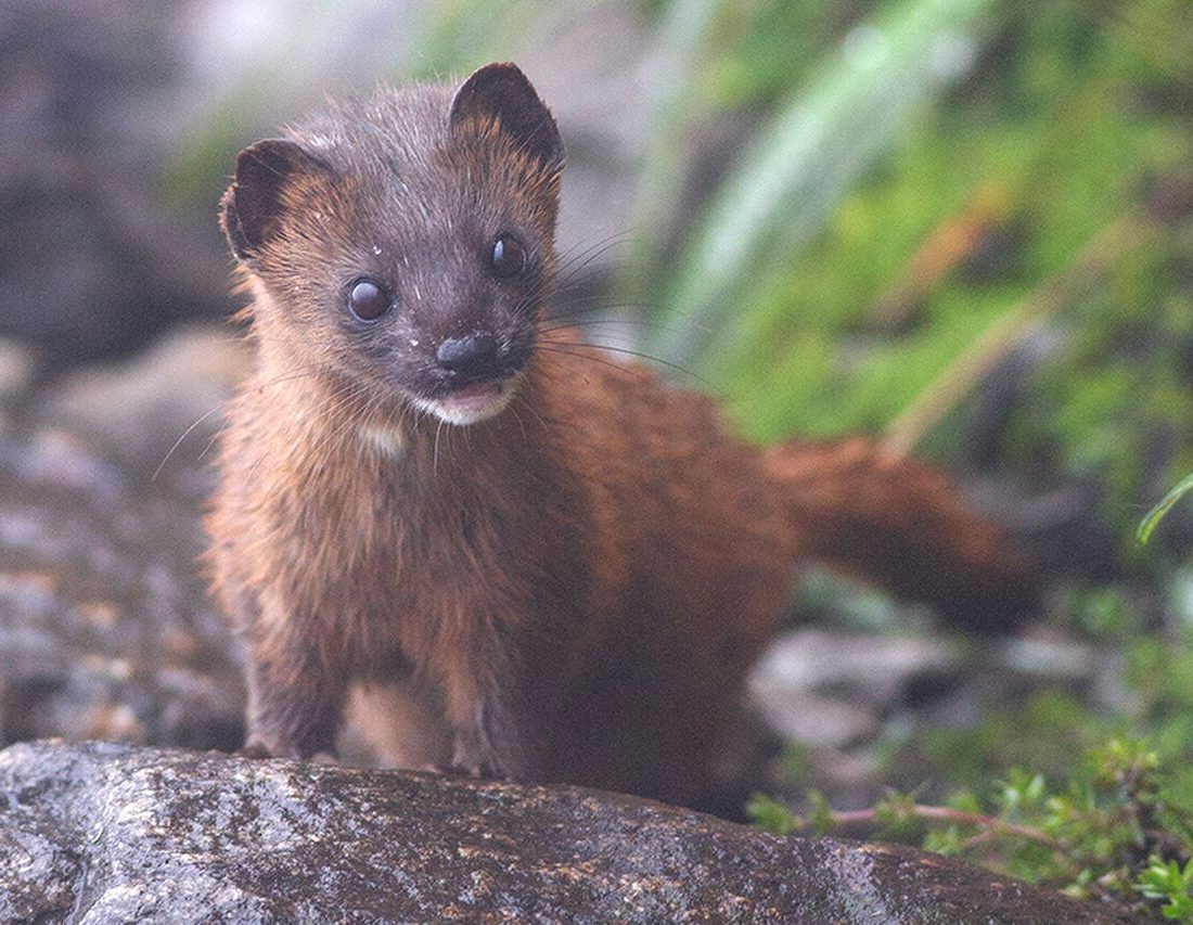 Siberian Weasel reference