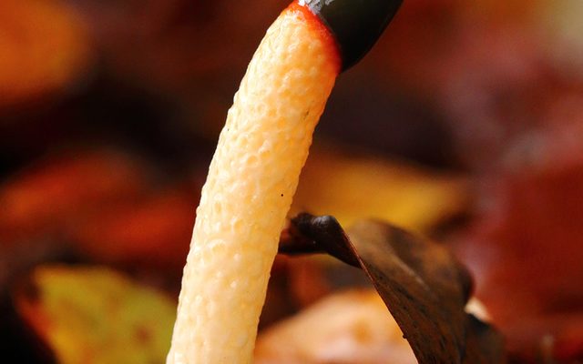 Dog Stinkhorn reference
