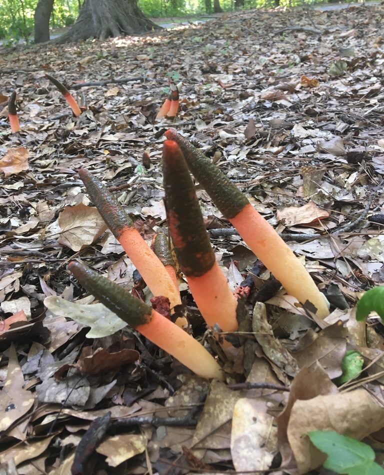 Elegant Stinkhorn reference