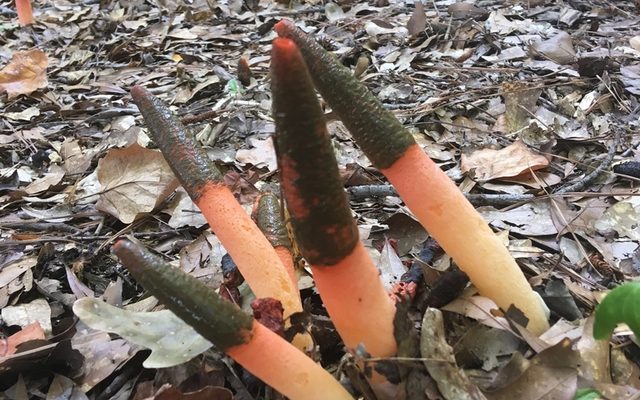 Elegant Stinkhorn reference