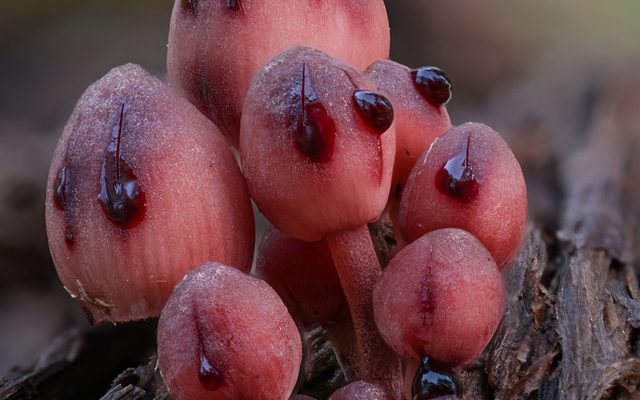 Bleeding Fairy Helmet reference