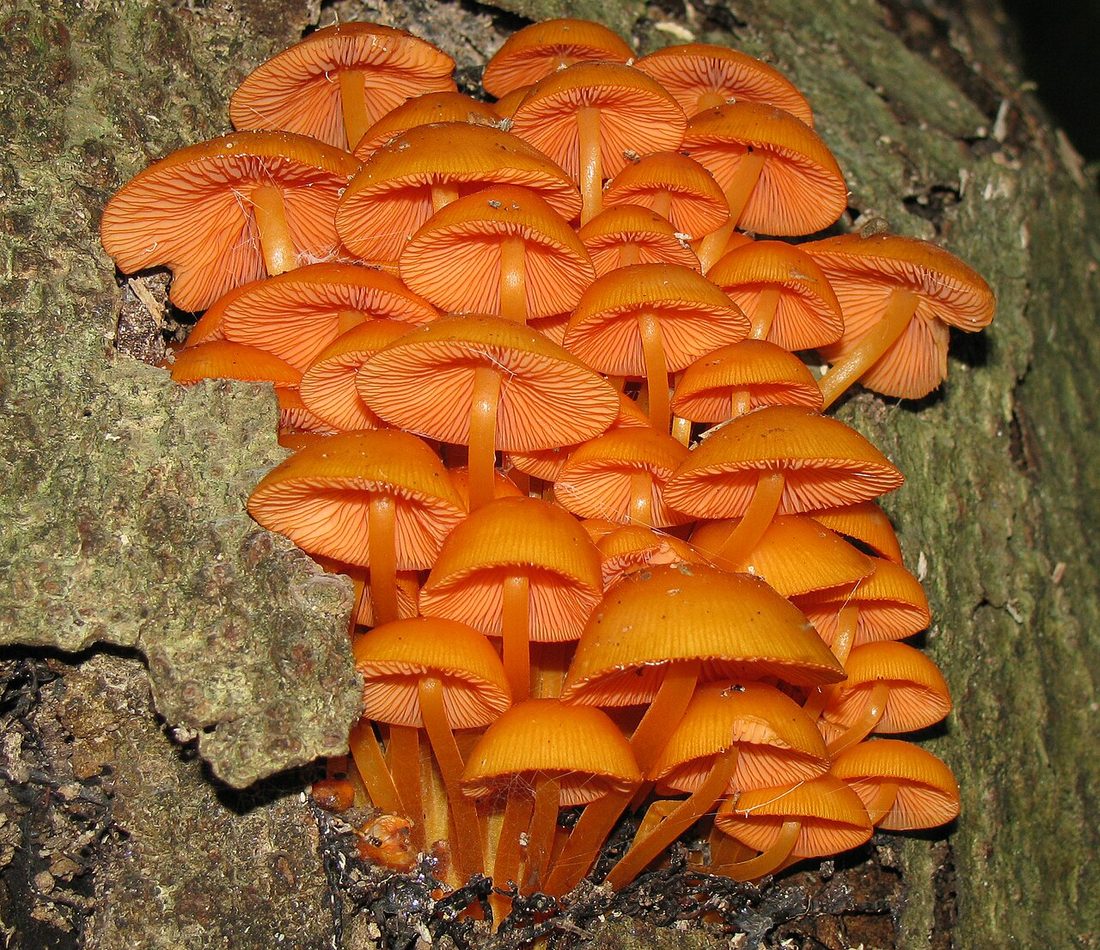Mycena leaiana reference