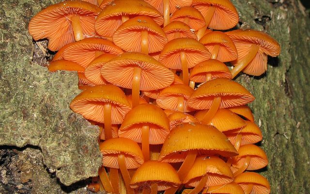 Orange Mycena reference