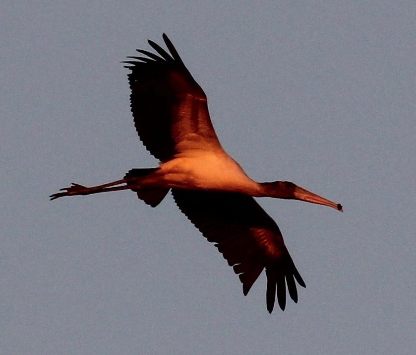 Wood Stork reference