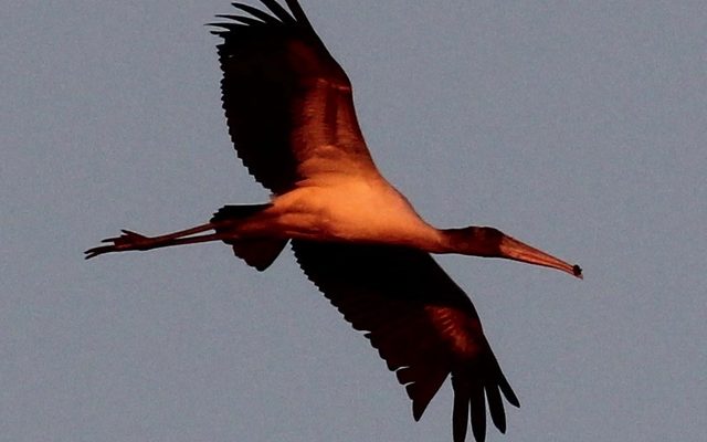 Wood Stork reference