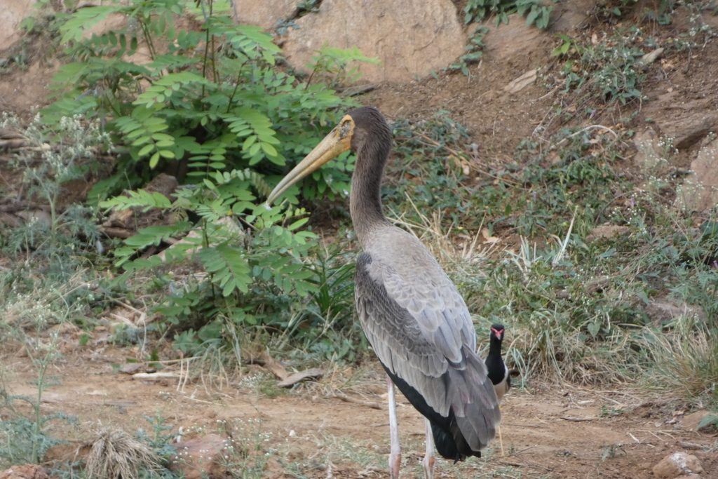 Painted Stork reference