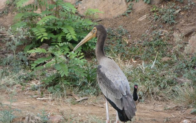 Painted Stork reference