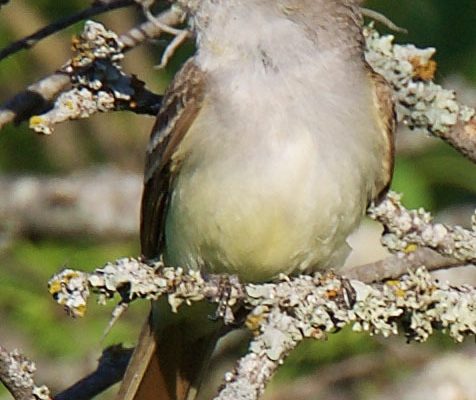 Ash-throated Flycatcher reference