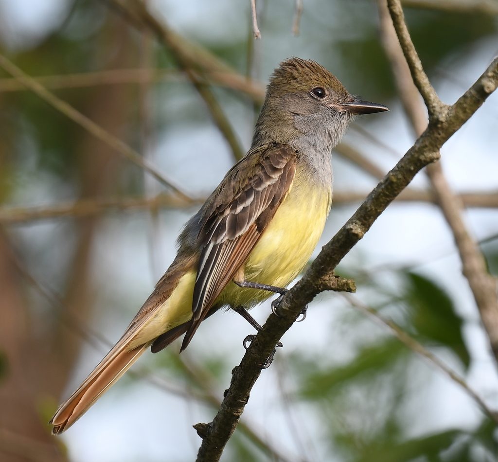Great Crested Flycatcher reference