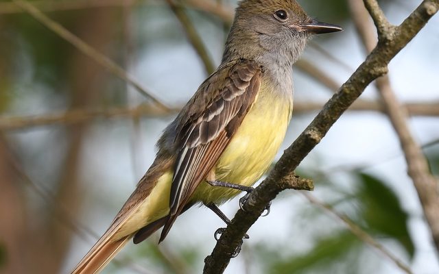 Great Crested Flycatcher reference