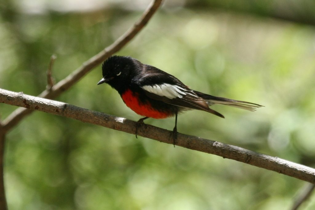 Painted Redstart reference